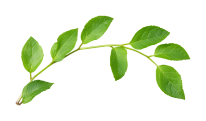 Green leaf sprout nature plant isolated on transparent background, png