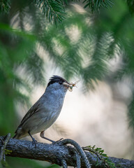 Kapturka Sylvia atricapilla