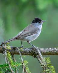 Kapturka Sylvia atricapilla