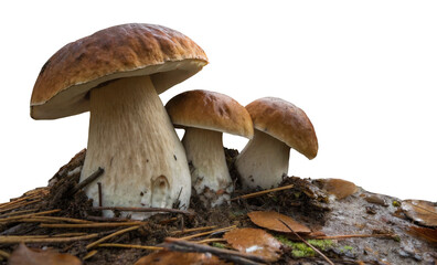 Three Gourmet Mushrooms Growing on Forest Floor Surrounded by Pine Needles and Leaves with Clipping Path
