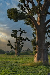 West Africa. Senegal. Picturesque contours of grandiose baobabs on a peanut field in the rays of...