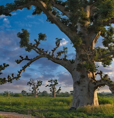 West Africa. Senegal. Picturesque contours of grandiose baobabs on a peanut field in the rays of...