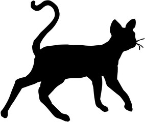 black cat silhouette