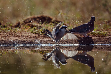 Red-backed Shrike male playing in waterhole backlit in Greater Kruger National park, South Africa ; Specie Lanius collurio family of Laniidae