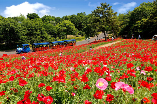 A park train parking by the Shirley Poppy flower fields and tourists enjoying a leisure walk amid beautiful blossoms on a bright sunny day in Showa Memorial Park (Kinen Koen), Tachikawa, Tokyo, Japan