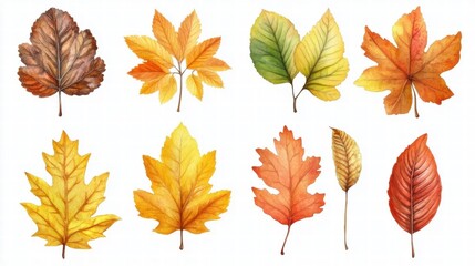 Obraz premium Watercolor Autumn Leaves Illustration