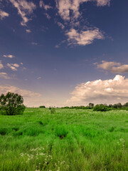 Fototapeta premium Field of grass with a tree in the background