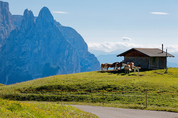 Naklejka premium Horses and ponies gathering by a stable on the grassy meadow and rugged Schlern mountain peaks dominating the background under blue sunny sky, in Seiser Alm (Alpe di Siusi), Dolomites, Italy, Europe