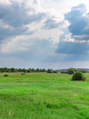 Fototapeta premium Field of grass with a cloudy sky in the background