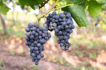 Blue grapes, Pinot Noir wine growing on vine, vineyard in Trier, Moselle Valley, Germany, landscape and agriculture, rhineland palatine