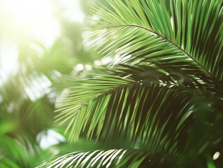 Close-up of Palm Leaves in Sunlight