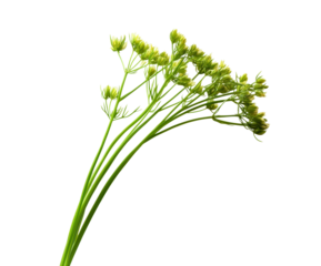 Delicate green flower stem nature white isolated on transparent background, png