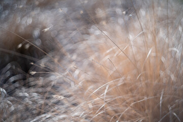 Dry grass on a sunny day