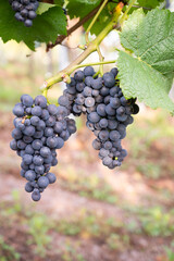 Blue grapes, Pinot Noir wine growing on vine, vineyard in Trier, Moselle Valley, Germany, landscape and agriculture, rhineland palatine