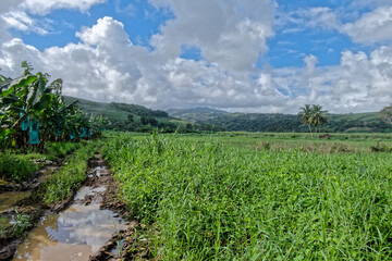 Obraz premium Agriculture à perte de vue en Martinique. 