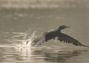 Indian cormorant takeoff at Keoladeo Ghana National Park, Bharatpur, India