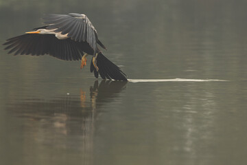 Darter landing in a lake at Keoladeo Ghana National Park, Bharatpur, India