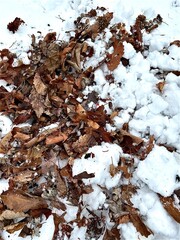 leaves in snow 