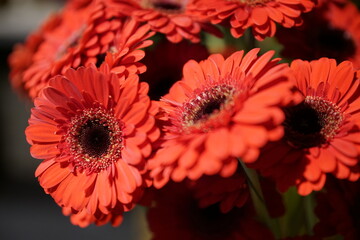 Orange daisy flowers close up