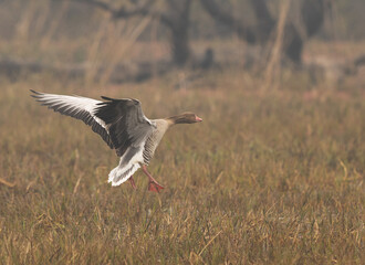 Greylag goose landing at Keoladeo Ghana National Park, Bharatpur, India