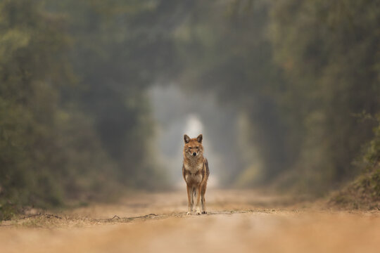A Golden jackal in the conopy of forest at Keoladeo Ghana National Park, Bharatpur, India