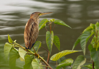 Portrait of a Yellow bittern perched on bush at Keoladeo Ghana National Park, Bharatpur, India