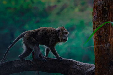 A Monkey in the nature