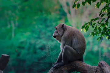 A Monkey in the nature