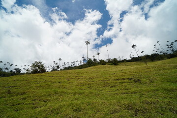 Fototapeta premium Cocora, Colombia, Landscape