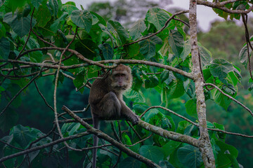 A Monkey in the nature
