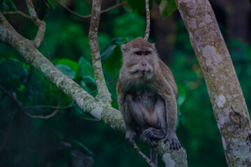 A Monkey in the nature