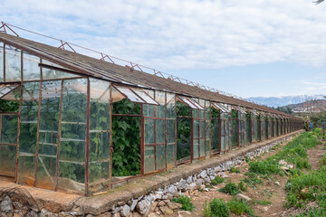 Large glass greenhouse for growing vegetables.