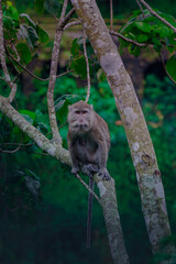 A Monkey in the nature