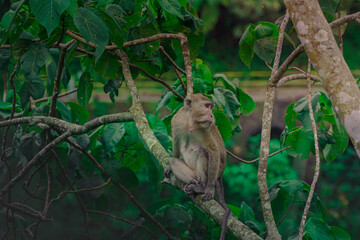 A Monkey in the nature