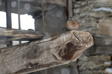 Alpine accentor (prunella collaris) perched on an alpine chalet