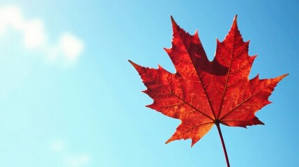 A Vibrant Crimson Maple Leaf Against a Serene Azure Sky, a Symbol of Autumn's Arrival and Nature's Beauty