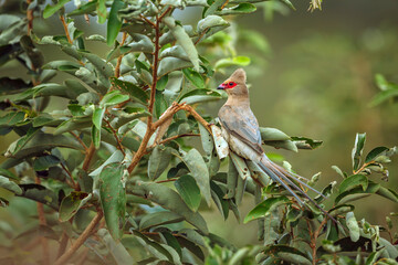 Red faced Mousebird standing on a green shrub in Greater Kruger National park, South Africa ; Specie Urocolius indicus family of Coliidae