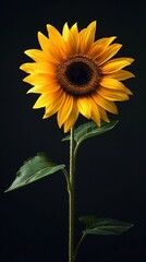 Naklejka premium Vibrant Yellow Sunflower Blossom Isolated on Black Background Detailed Macro Photography