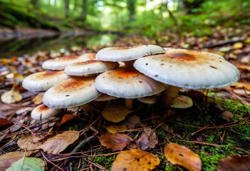 Fototapeta premium A high-angle view of the forest floor covered in oversized mushrooms with glowing, iridescent caps. Their light reflects off the nearby pools of water, and faint magical runes are visible on the stone