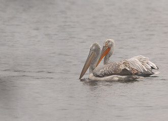 A pair of Dalmatian pelican swimming at Keoladeo Ghana National Park, Bharatpur, India