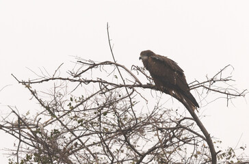 Black kite perched on a tree at Keoladeo Ghana National Park, Bharatpur, India