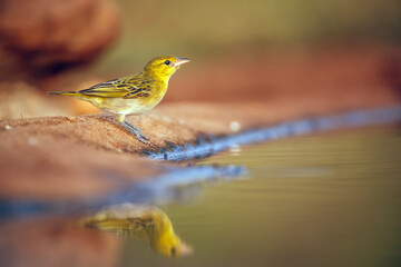 Red headed weaver standing along waterhole with reflection iin moning light in Greater Kruger National park, South Africa ; Specie Anaplectes rubriceps family of Ploceidae