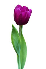 purple tulip with green leaf cut out