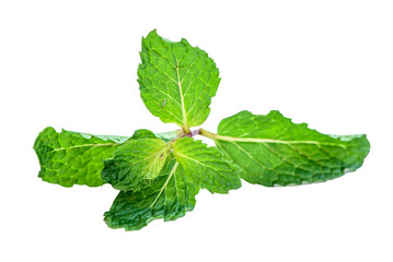mint herbal leaves cut out