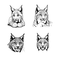lynx