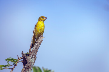 Spectacled Weaver standing on a branch isolated in blue sky in Greater Kruger National park, South Africa ; Specie Ploceus ocularis family of Ploceidae
