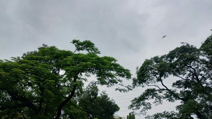 Random Clicks
