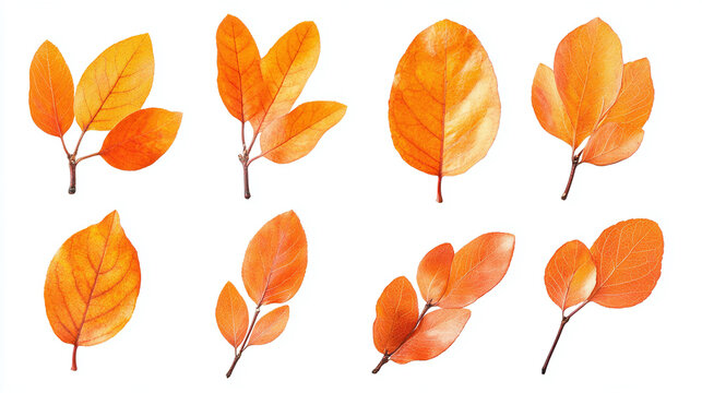 Set of bright orange autumn leaves isolated on white background. - Powered by Adobe