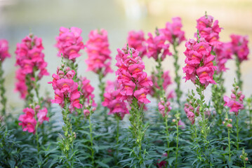 Obraz premium the pink snapdragon or bunny rabbit in the garden