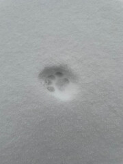 Wildlife Tracks: Feline Paw Print in Fresh Snow